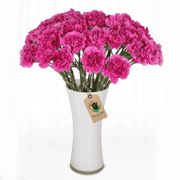 Pink Carnation Flower