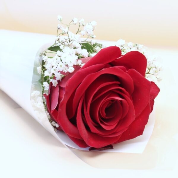 Single Red Rose