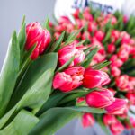 Pink Tulip Bouquet