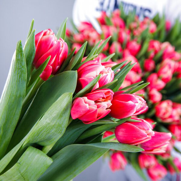 Pink Tulip Bouquet in Qatar