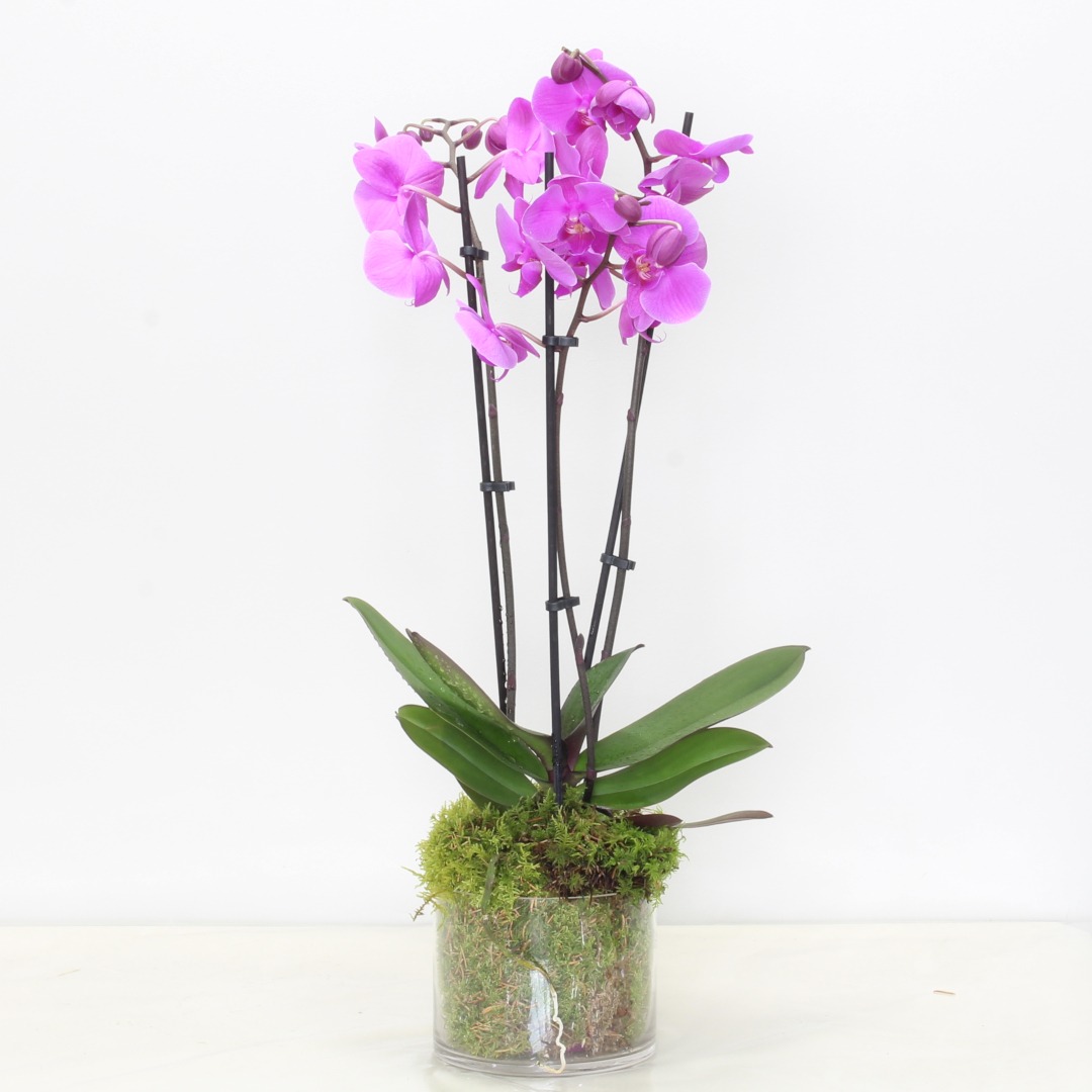 Purple Phalaenopsis Orchid Plant | Same Day Delivery