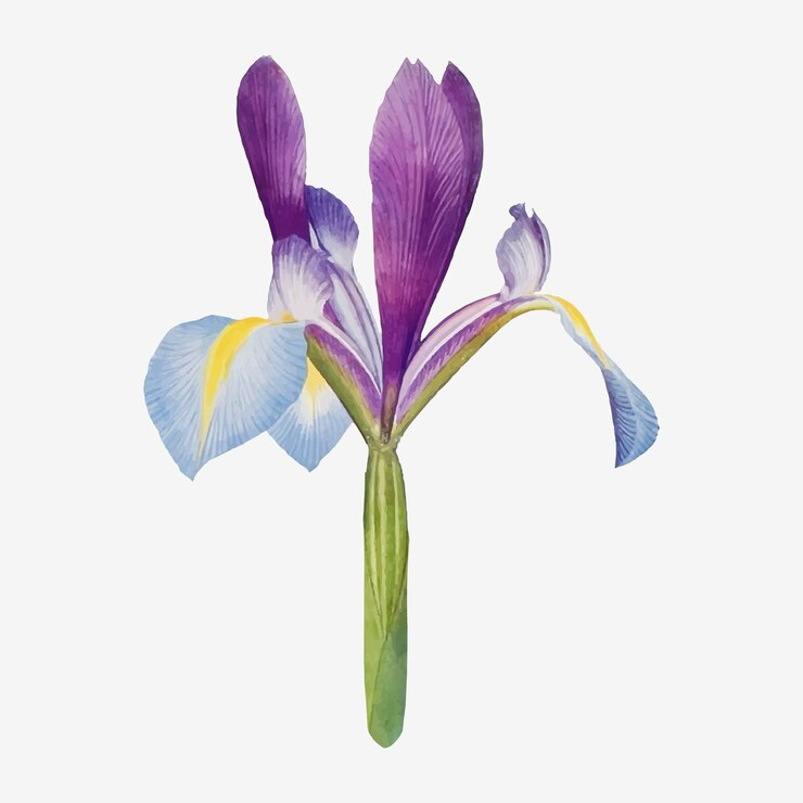  Iris Flowers  for graduation day