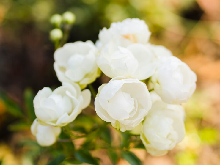 Gardenias flowers for graduation day