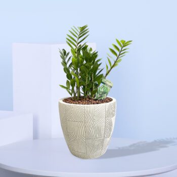 A 6o cm ZZ Plant with dark green leaves in a white ceramic pot