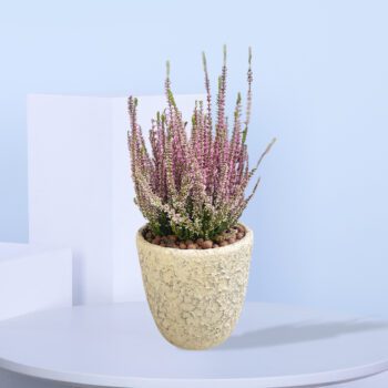 A beautiful heather plant with pink flowers in a textured beige pot.