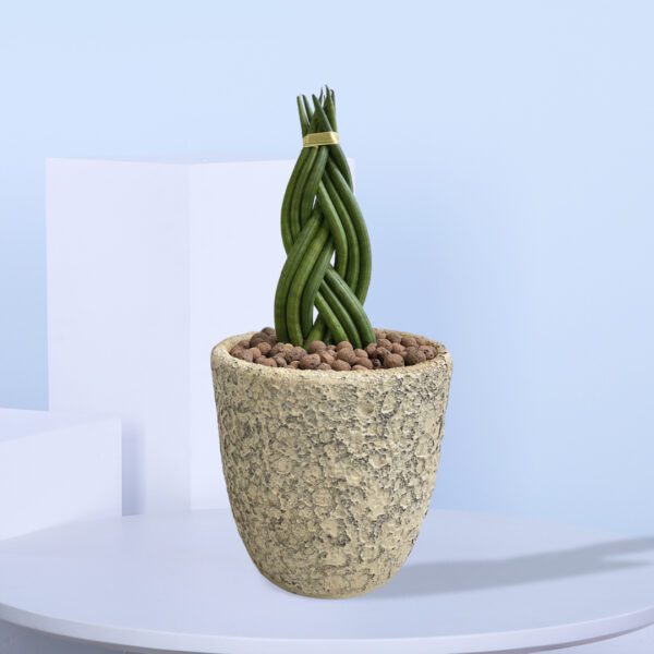 A braided Snake Plant in a stylish pot with striking cylindrical leaves