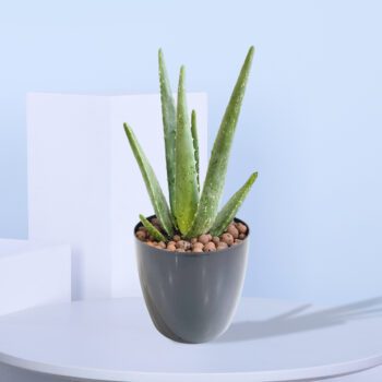 An Aloe Vera plant in a modern black pot, featuring tall, succulent leaves with a lush green color, perfect for enhancing any indoor decor