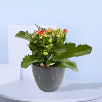 Kalanchoe plant with mixed flowers in a black pot.