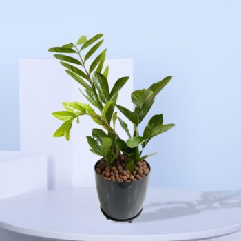 A Zamioculcas zamiifolia plant of 40 cm ht with dark green leaves in a white pot.