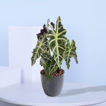 A vibrant Alocasia plant with striking arrowhead-shaped leaves in a sleek black pot.