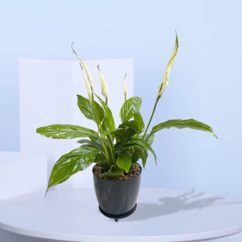 Peace Lily plant with white flowers and green leaves in a black pot