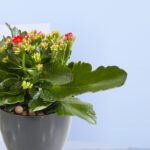 2 - Colorful Kalanchoe Mix in Balck Pot