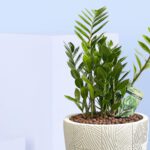 3 - Zamioculcus: The Zen ZZ Plant