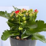 4 - Colorful Kalanchoe Mix in Balck Pot