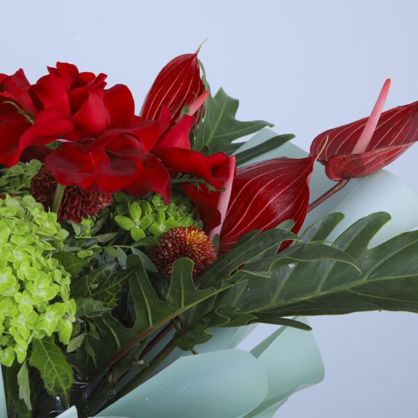 A striking bouquet of 5 red roses, 5 anthuriums, and 5 green hydrangeas beautifully arranged with lush greenery, wrapped in soft light blue paper