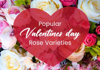 Discover 7+ most popular rose varieties for Valentine's Day! Explore timeless classics like red, pink, and unique roses to express your love beautifully!