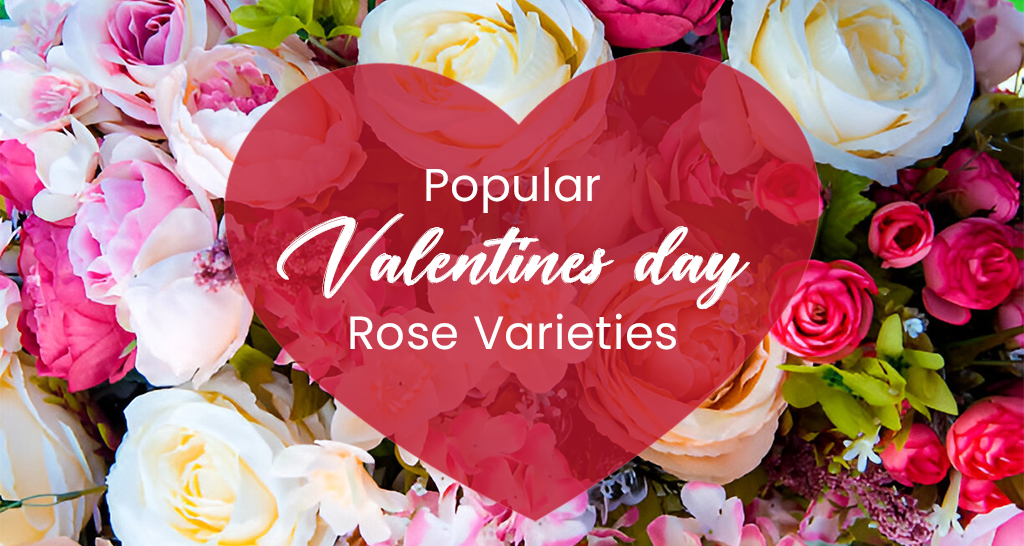 Discover 7+ most popular rose varieties for Valentine's Day! Explore timeless classics like red, pink, and unique roses to express your love beautifully!