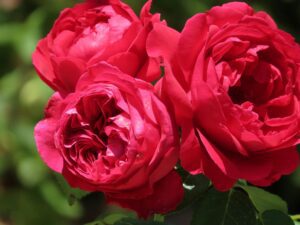 A cluster of three deep red roses with ruffled petals, partially open,