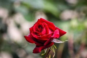 A single, deep red hybrid tea rose with water droplets glistening on its velvety petals,